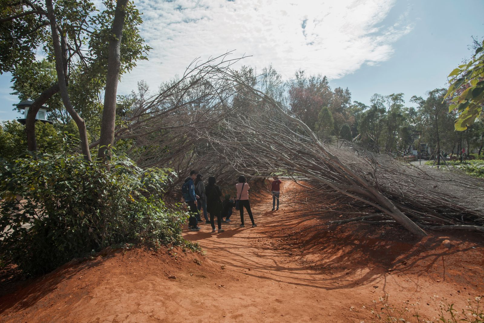 Branques – 樹枝  TAICHUNG WORLD FLORA EXPO 2018 / 2019  TAIWAN