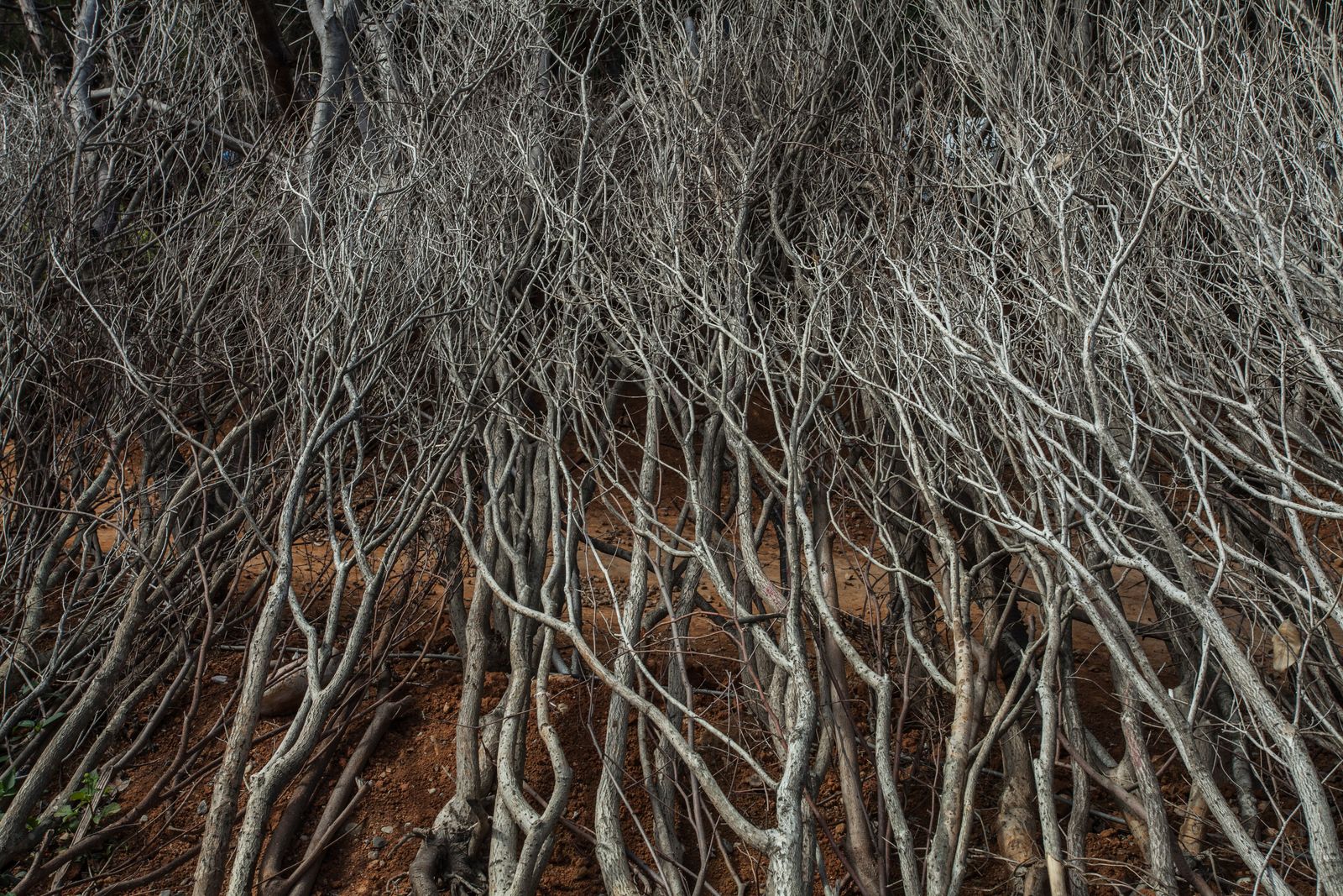 Branques – 樹枝  TAICHUNG WORLD FLORA EXPO 2018 / 2019  TAIWAN