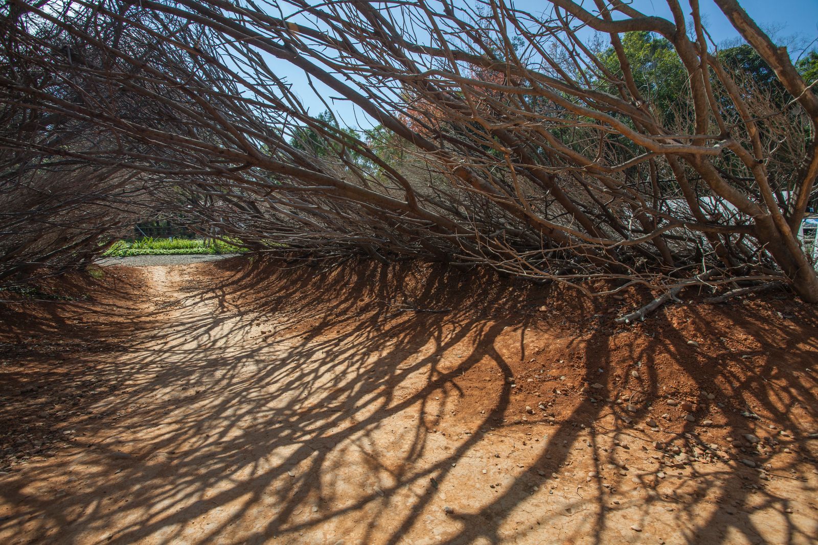 Branques – 樹枝  TAICHUNG WORLD FLORA EXPO 2018 / 2019  TAIWAN