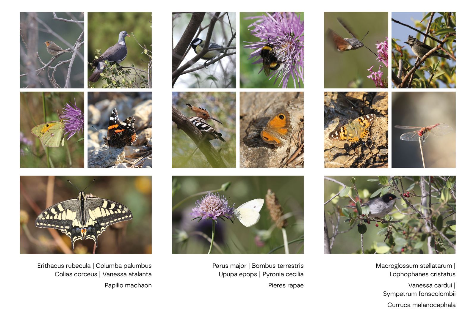 Turó de Can Bech. Reconquesta Ecològica al Parc dels Tres Turons